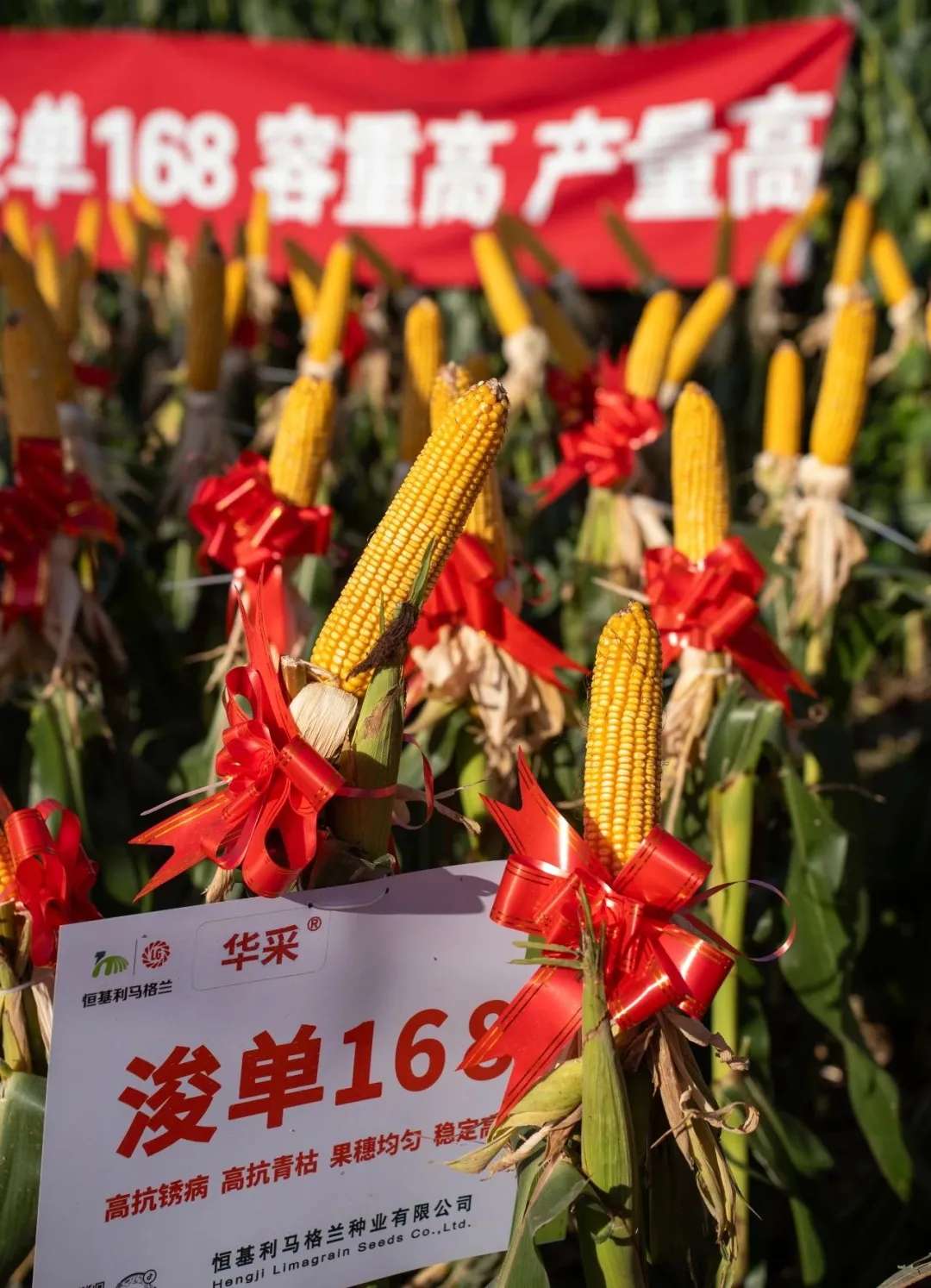 3-亮剑黄淮海，聚力赢未来——华采.浚单168市场启动暨现场观摩会成功举办_看图王.web.jpg