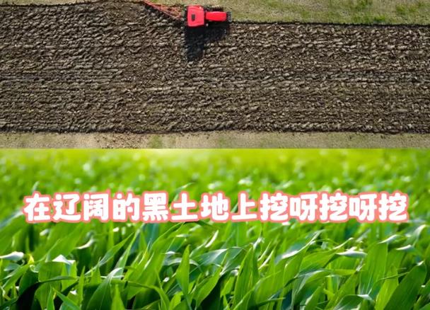 春播版《挖呀挖》来啦3.jpg