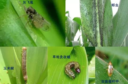 3劣迹斑斑，传播迅速—炭疽病不容小视.jpg