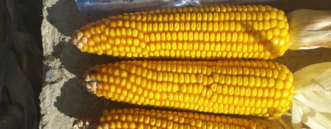 8-1【云上观玉米 喜迎丰收节】恒基利马格兰邀请您参加利合328直播观摩活动.jpg