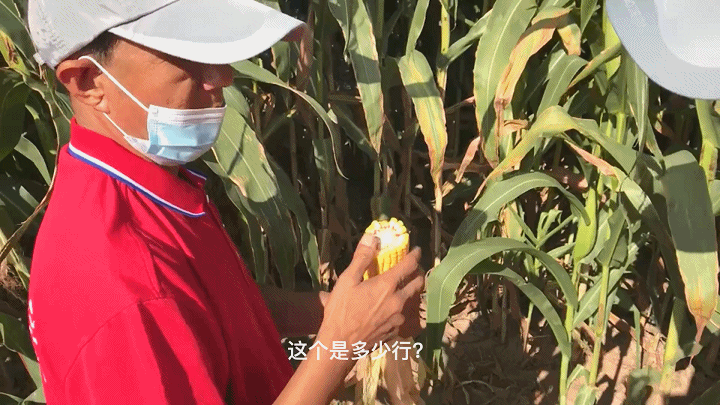 5-农户拿起一个20行的利单295果穗仔细研究.gif