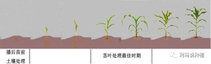 1恒基利马格兰种植半月刊-玉米苗后除草剂技术介绍.png