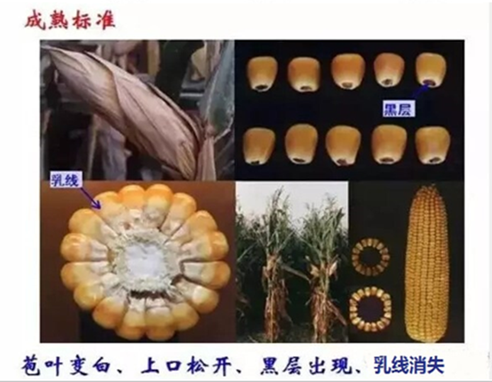 3恒基利马格兰种植技术半月刊--如何判定玉米是否成熟？.png