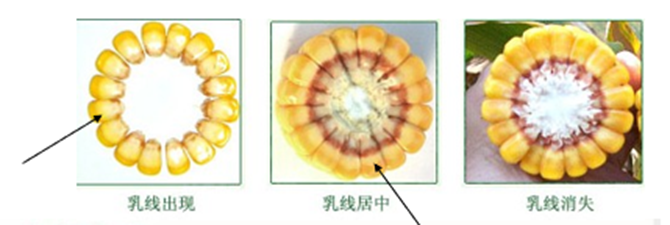 1恒基利马格兰种植技术半月刊--如何判定玉米是否成熟？.png