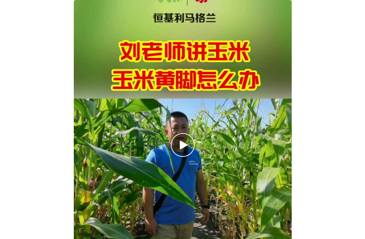 2玉米螟出来搞事情，我们这样对付它！.png