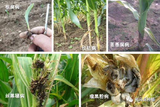 1恒基利马格兰种植半月刊.png