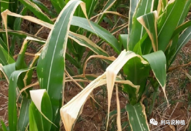 玉米田杂草顽固，选除草剂讲究多3.png