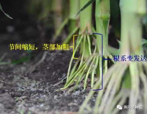 3什么是玉米化控技术.png