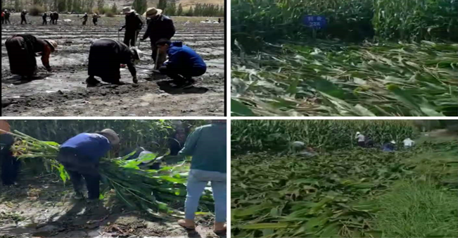 3利马格兰强势助力西藏玉米种植产业.png