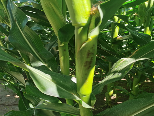 6恒基利马格兰种植技术半月刊--东北春播玉米穗期管理.png