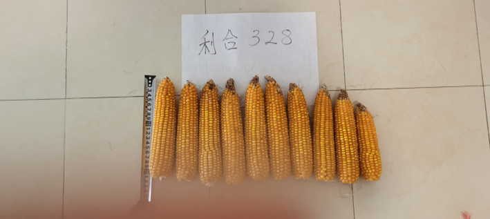 5恒基利马格兰种植技术半月刊--东北区玉米收获注意事项及密植精准调控技术介绍.png
